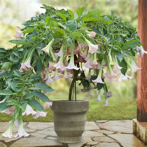 Angels Trumpet ‘pink Pastel Brugmansia Hybrid