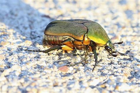 Green Beetle Figeater Or Green June Beetle Cotinis Sp Cotinis
