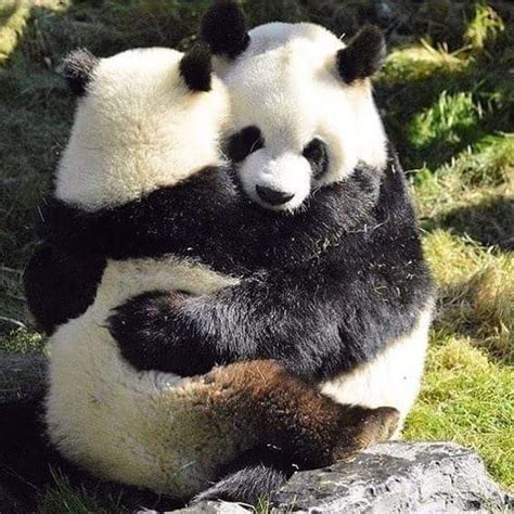 Pin By Maristela On Into The Wild Panda Bear Cute Animals Panda Hug