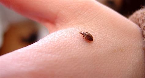 Bed Bugs Diseases And Infections They Spread Pest Control 24 London