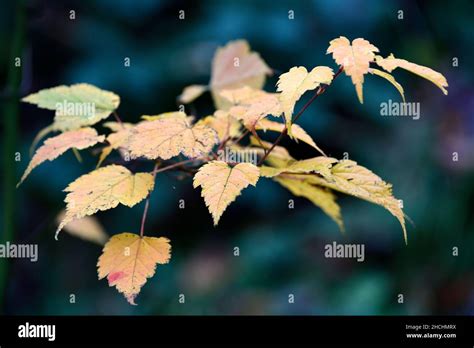 Acer Caudatifoliumkawakami Mapleyellow Leaf Leavesgolden Colour