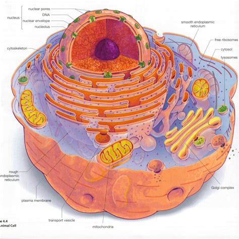 Schematic Diagram Of Eukaryotic Cell
