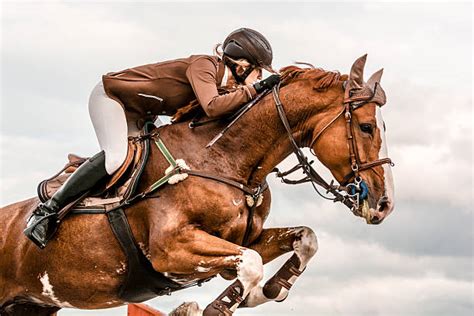 Horseback Riding Pictures Images And Stock Photos Istock