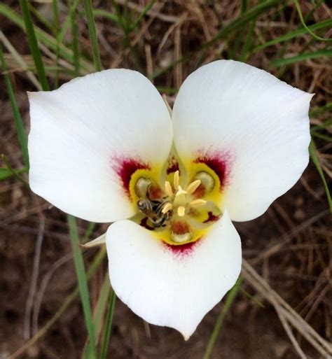 Beautiful Sego Lily Utahs State Flower