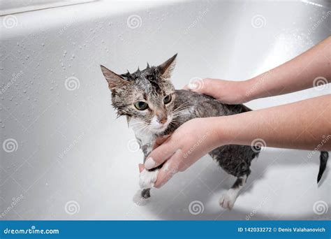 Wet Cat In Bathroom Take A Shower Stock Photo Image Of Cute Bathroom