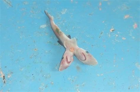 Fisherman Catches Rare Two Headed Baby Shark Off Indian Coast