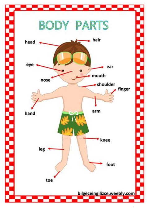 Body Parts For Kids Clipart At Getdrawings Free Download