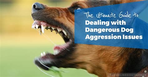 The Ultimate Guide To Dealing With Dangerous Dog Aggression Issues