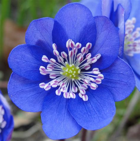 Kostenlose Foto Hepatica Nobilis Liverwort Liverleaf Blume Blau