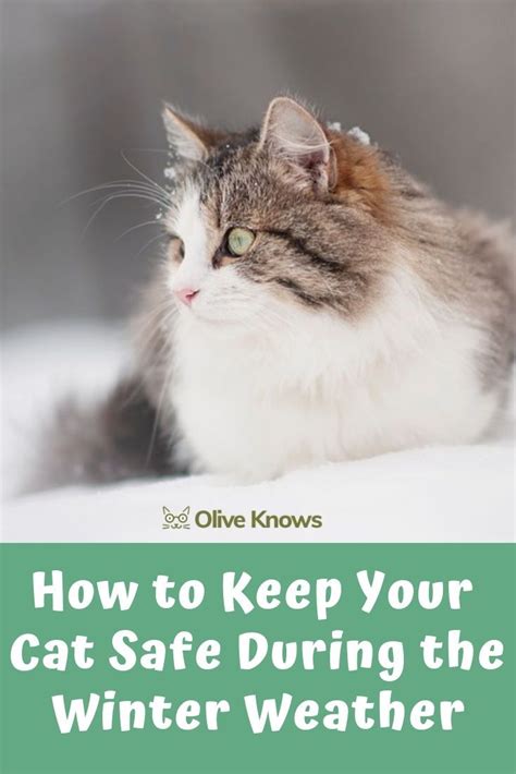 How To Keep Your Cat Safe During The Winter Weather Oliveknows Cat
