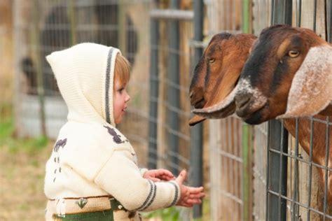 Hands On Niagaras Best Petting Zoos