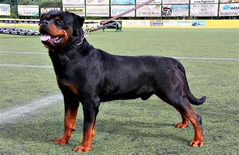How Strong Is A Rottweiler Bite And Pull Strength 11 Other Facts