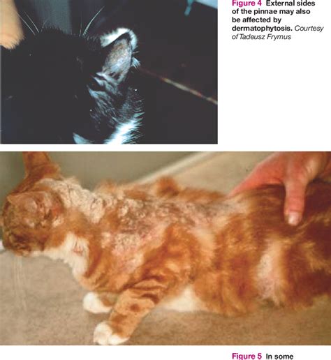 Figure 6 From Dermatophytosis In Cats Semantic Scholar