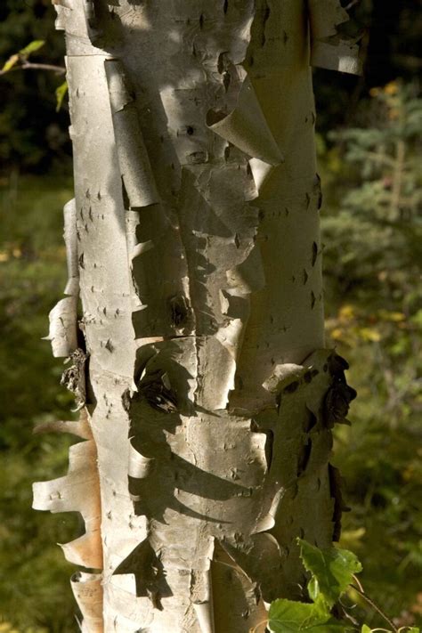 Free Picture Up Close Birch Tree Details Photo
