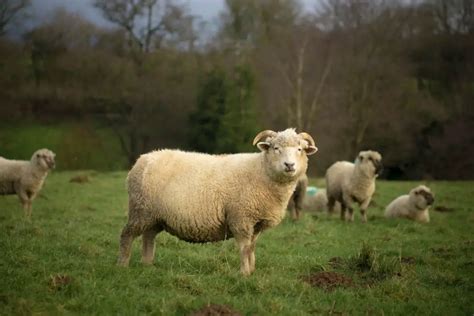 Dorset Sheep Breed Information History Facts