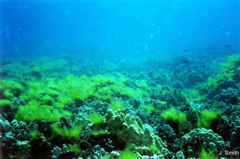 Marine Coral Reef Recovery Team To Address Council