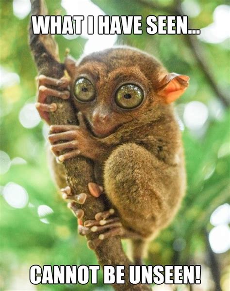 Lemur Memes Funny Looking Animals Tarsier Unusual Animals