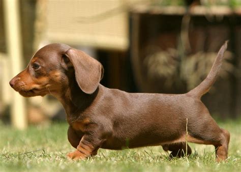 Miniature Dachshund Facts Info Temperament Puppies Pictures