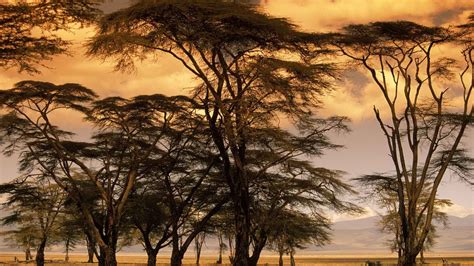 Africa Savanna Trees Wallpapers Hd Desktop And Mobile