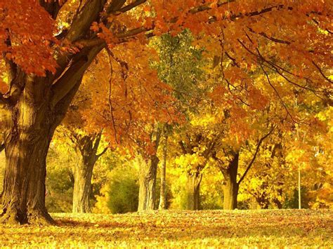 46 Beautiful Fall Scenery Wallpaper On Wallpapersafari