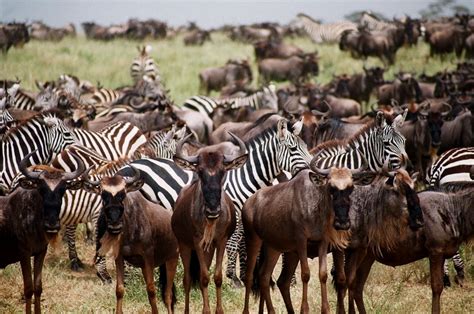 Spectacular Safari Photos From Tanzanias Great Migration