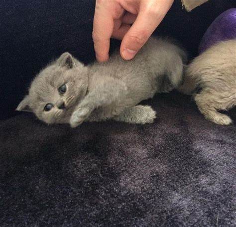 Gorgeous Pure Breed Kittens For Sale We Have Available 1 Lilac Male 2