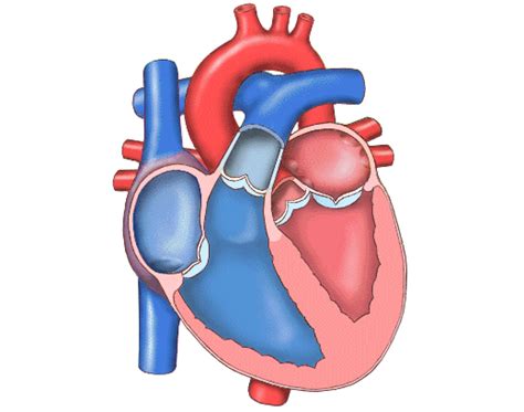 Pin De Manuel Rivera En Anatomia Sistemas Del Cuerpo Humano Sistema