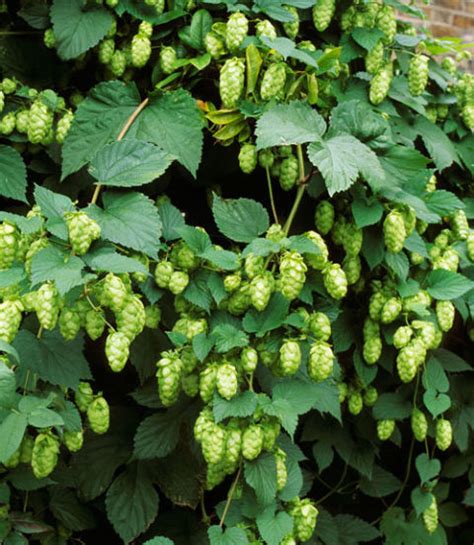 Usda planting zone 5 vines and climbing plants that will grow in alaska, arizona, california, colorado, connecticut, rhode island, idaho, illinois, indiana, iowa, kansas, maine, maryland, massachusetts, michigan, minnesota, missouri, montana. LANDSCAPING CAPE TOWN | PROFESSIONAL LANDSCAPING SERVICES ...