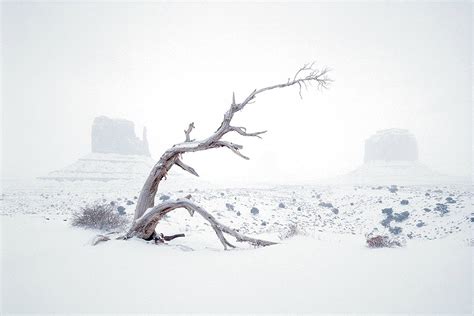 Winter Whiteout Jim Zuckerman Photography And Photo Tours