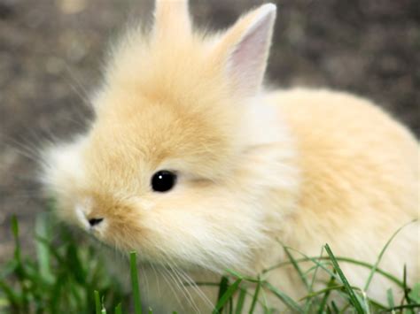Cute Fluffy Bunny Animal Photo Wallpaper Preview