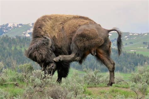 american bison american buffalo facts habitat diet life cycle