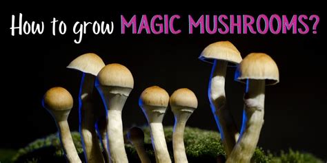 How To Grow And Care For Magic Mushrooms Psilocybin Mushrooms Yard