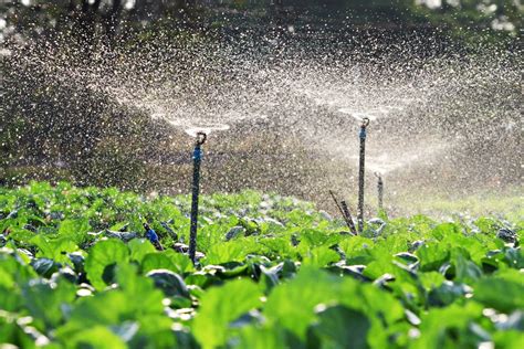 Sprinkler Irrigation Why Successful Farmers Use It Agrivi