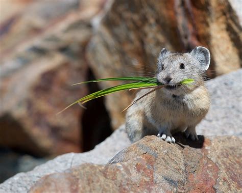 Rare Shot Of A Pika Chosen As Wildlife Photo Of The Year Sfgate