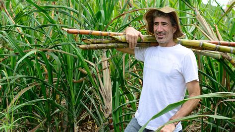 Saiba Como Plantar Cana De Açúcar E Quais Os Benefícios Dessa Cultura