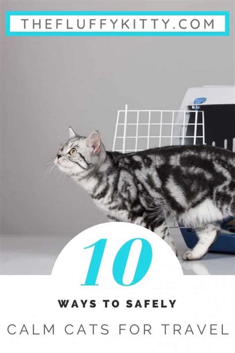 10 Tips How To Calm My Cat Down For Travel Fluffy Kitty