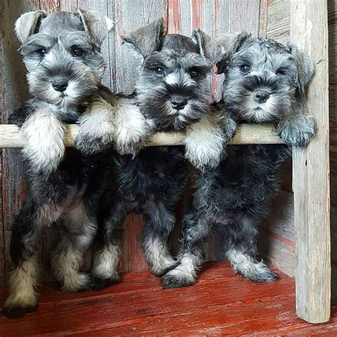 We did not find results for: See this Instagram photo by @schnauzerworld • 3,224 likes ...