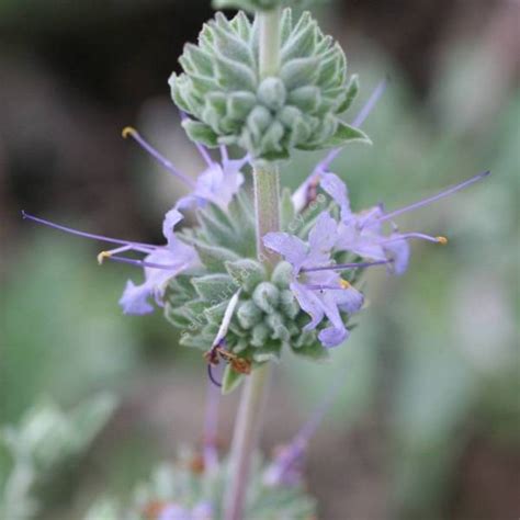 It is thought to be a cross of salvia leucophylla with. Salvia 'Bee's Bliss' - sauge - plante aromatique en ligne