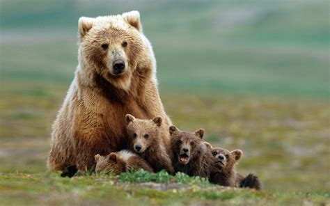 Nature Animals Grizzly Bears Bears Baby Animals Field Grass