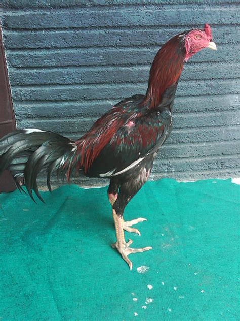 Ayam jenis ini bersal dari vietnam dan kadangkala disebut bangkok vietnam. Jual Ayam Bangkok Birma / Burma Vietnam Saigon Import dan ...