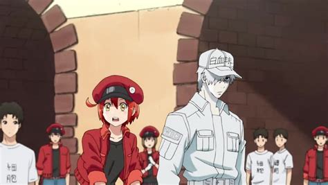 Cells At Work Episode 1 English Dubbed Watch Cartoons Online Watch