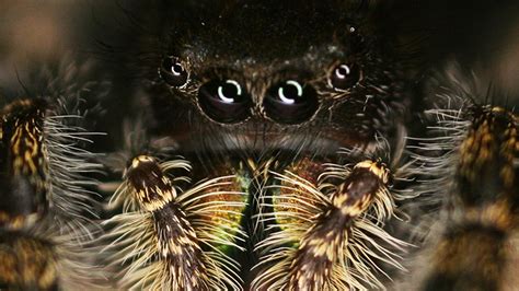Vision In Jumping Spiders Youtube