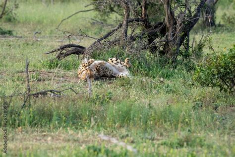A Cheetah Is Sleeping On Its Back With Its Front Paws Curled Up And Its