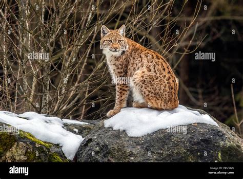 Lynx Lynx Lynx Sitting On Rock In Forest Hi Res Stock Photography And