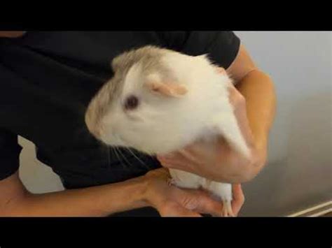 Weighing your guinea pigs is really important as changes in weight can often be the first indicator of a health problem. How much do the guinea pigs weigh? - YouTube