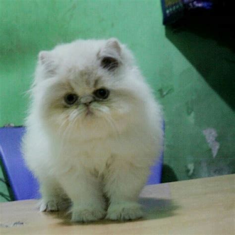 Jual Kucing Persia MALANG Dan Jasa Pacak Leader Cat Pet Supply Store