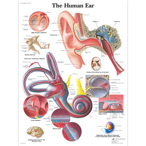 Ear Anatomy Chart Poster Laminated Images And Photos Finder Sexiz Pix