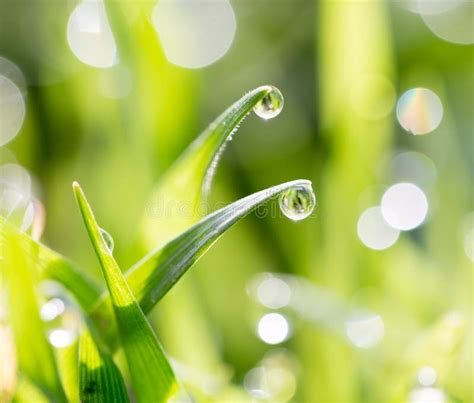Dew Drops On Green Grass Stock Photo Image Of Growth 101630694