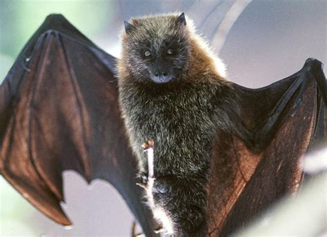 Mythology Of Bats Indigenous Peoples Literature