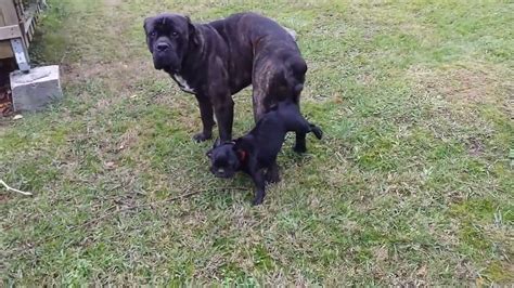 Amazing Big Dog Try Mating Small Dog At Garden Funny Dog Meeting And